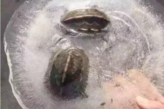 Two frozen tortoises. (Photo/Wechat)