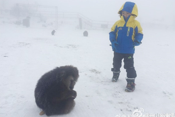 The monkey appears to be showing its wound to He's young son. (Photo/Weibo.com)