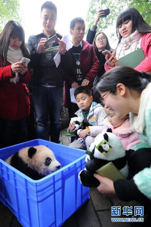 A giant panda cub in Chongqing is named Tintin, after the famous Belgian comic The Adventures of Tintin.