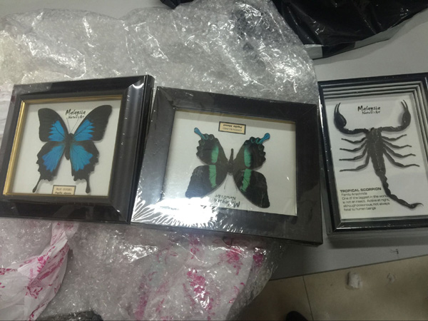 Two butterflies and one scorpion smuggled into China from Malaysia are seized in Chengdu, Sichuan province. (Photo by Huang Zhiling/chinadaily.com.cn)