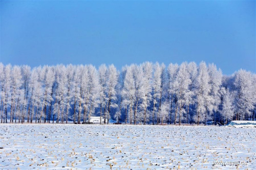 Photo taken on Feb. 10, 2016 shows the rime scenery at Daxing farm in Jiansanjiang, northeast China's Heilongjiang Province. (Photo: Xinhua/Xu Congjun)