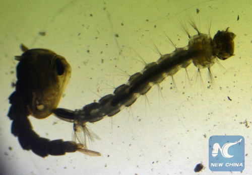 Mosquito larvae grow in water of a house in San Salvador, capital of El Salvador, on Feb. 3, 2016. (Photo: Xinhua/Oscar Machon/Diario El Mundo El Salvador)