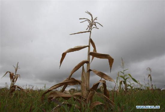 Withered crops are seen at a farmland in the drought-hit Masvingo province, southern Zimbabwe, Jan. 26, 2016. (Xinhua/Stringer)