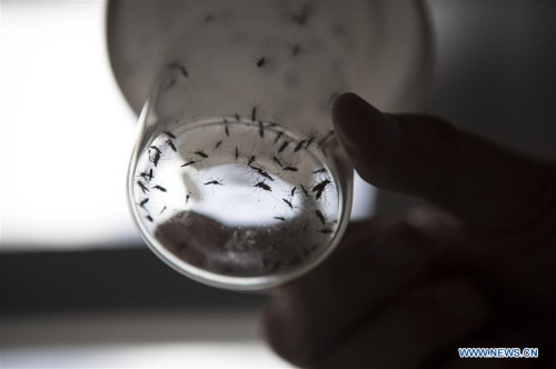 Image taken on Feb. 17, 2016 shows Dr. Juan Garcia, director of the Center for Parasitological Studies and Vectors (CEPAVE) of the Faculty of Natural Sciences of La Plata National University, holding a bottle with Aedes aegypti mosquitoes sheltered for study at one of the Centre laboratories, in La Plata city, Argentina. (Photo: Xinhua/Martin Zabala)