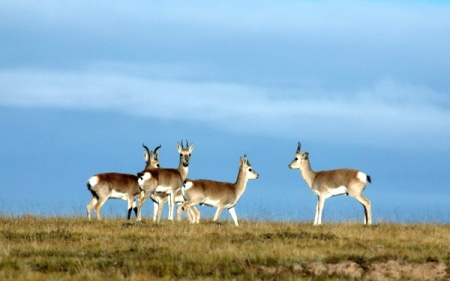 Tibetan antelopes at Hol Xil nature reserve. (file photo)