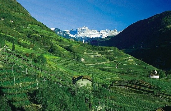 Nestled on the step hills of the Italian Alps is the wine region of Alto Adige. 