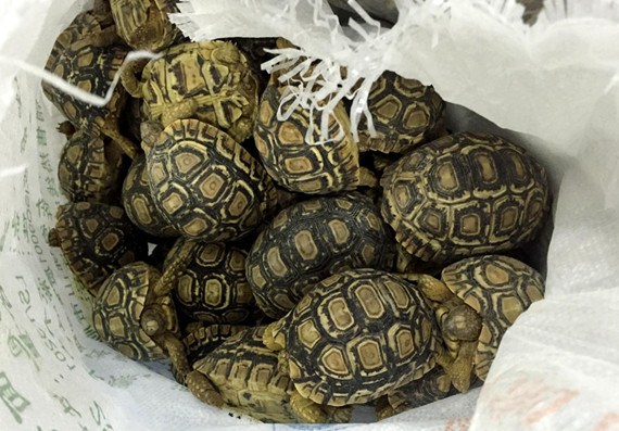 The tortoises have golden spots in squares or ellipses on their shells. Photo provided to chinadaily.com.cn
