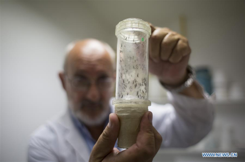 Image taken on Feb. 17, 2016 shows Dr. Juan Garcia, Director of the Center for Parasitological Studies and Vectors (CEPAVE) of the Faculty of Natural Sciences of La Plata National University, looking at a sample of Aedes aegypti mosquitoes sheltered for study at one of the Centre laboratories, in La Plata city, Argentina. (Photo: Xinhua/Martin Zabala)