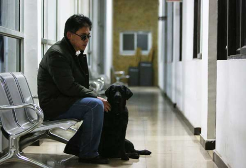Qiaoqiao, a 7-year-old Labrador retriever, is finally reunited with its owner after it was stolen by an organized gang of dog thieves on Feb 22, 2016. (Photo by Peng Ziyang / for China Daily)