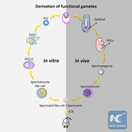 This graphical abstract shows how Zhou et al. generated haploid male gametes from mouse embryonic stem cells that can produce viable and fertile offspring, demonstrating functional reproduction of meiosis in vitro. (Zhou, Wang, and Yuan et al./Cell Stem Cell 2016)