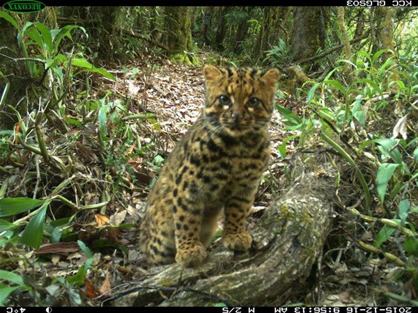 A marbled cat (Pardofelis Marmorata) is seen in Gaoligong Mountain National Nature Reserve, southwest China's Yunnan Province, in this photo taken with an infrared camera on Dec. 16, 2015.(Xinhua)