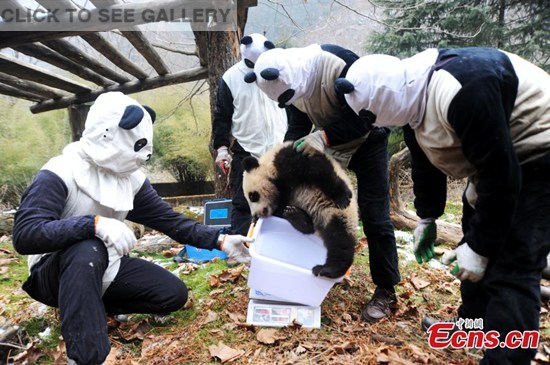 Staffs work at the Hetaoping base of the China Conservation and Research Center for the Giant Panda at the Wolong Nature Reserve in Southwest China's Sichuan Province. Three panda cubs born in 2015 will be trained at the base before returning to the wild. (Photo: China News Service/Qiu Yu)