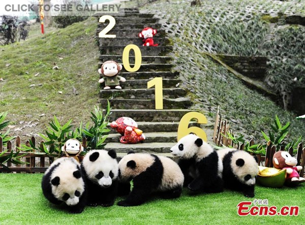 Giant pandas play in a room with Spring Festival decorations at the Bifeng Gorge Base of China Conservation and Research Center for Giant Pandas in Ya'an, Southwest China's Sichuan Province. All the pandas are about six months old. (Photo: China News Service/An Yuan)