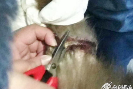 A vet cuts nylon cord which had caused a wound on the right leg of the monkey king. (Photo/Weibo.com)