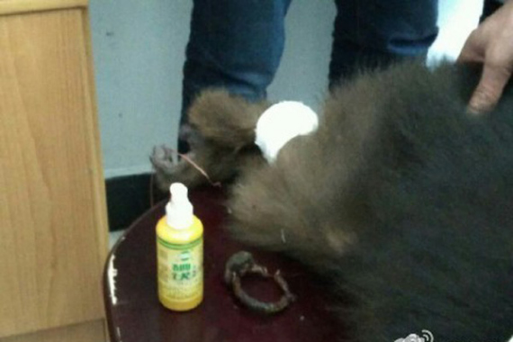 The monkey's wound is dressed. (Photo/Weibo.com)