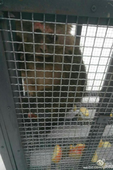 Out of danger, the monkey is cared for by vets. (Photo/Weibo.com)