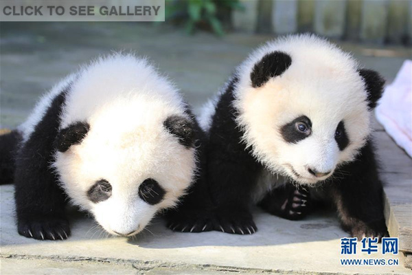Panda researchers named a pair of panda cub twins "Olympia" and "Fuwa", a spokesperson from Chengdu Giant Panda Breeding and Research Base said in southwest China's Sichuan Province, Feb. 4, 2016. (Photo/Xinhua)
