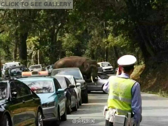 A wild Asian elephant takes a stroll on the road amid cars near the scenic area of Wild Elephant Valley on Sunday, Feb.14, 2016. (Photo/CCTV) A wild Asian elephant takes a stroll on the road amid cars near the scenic area of Wild Elephant Valley on Sunday, Feb.14, 2016. (Photo/CCTV)