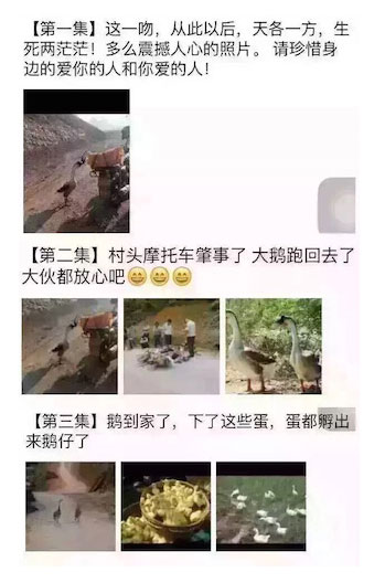 Some Internet users pieced together a happy-ending picture strip saying that they eloped after an accident happened to the motorcycle and lived happily after with many children. (Photo/web)