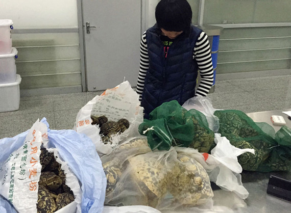 The mainland passenger and the tortoises that he tried to take into Shenzhen on Feb 21. Photo provided to chinadaily.com.cn