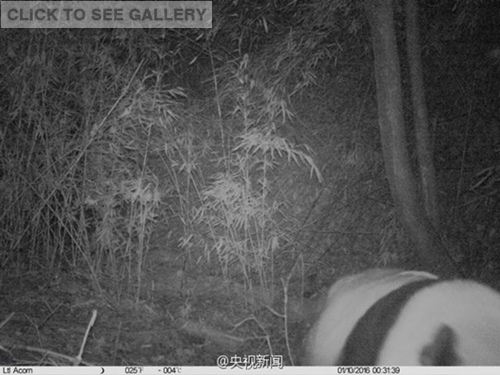 A wild giant panda was recently spotted in a nature reserve in northwest China's Shaanxi Province, according to local authorities on February 23, 2016. (Photo/Weibo account of cctv.com)