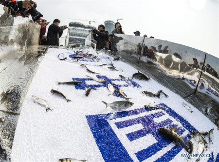 Staff members release immature fish into the Yangtze river in Yichang, central China's Hubei Province, March 1, 2016.  (Photo: Xinhua/Xiao Yijiu)