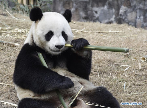 Giant panda Yuan Xin eats bamboo at the Dujiangyan base of China Conservation and Research Center for the Giant Panda in southwest China's Sichuan Province, March 2, 2016.  (Photo: Xinhua/Liu Kun)