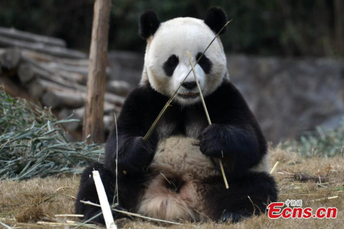 Giant panda Yuan Xin plays at the Dujiangyan base of China Conservation and Research Center for the Giant Panda. (Photo: China News Service/Zhang Lang)
