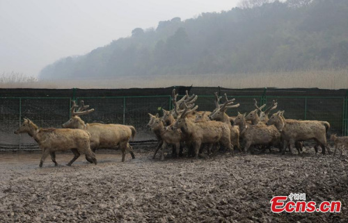 Elaphurus davidianus or Pere David's deer, called Milu in China, are released into the East Dongting Lake Nature Reserve in Central Chinas Hunan Province, March 3, 2016. (Photo: China News Service/Yang Huafeng)