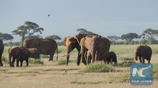 Elephants seen roaming free in Amboseli park on Jan. 3, 2016 in Kenya. (Photo: Xinhua/Zhu Shaobin)