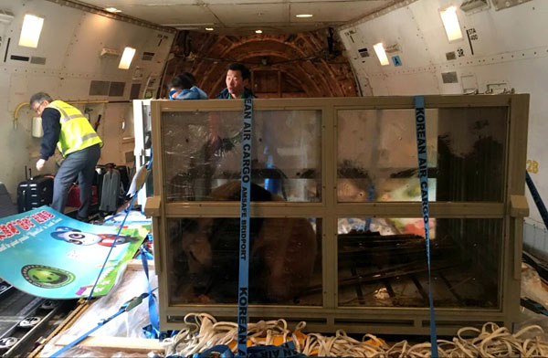 Pandas board a plane at Shuangliu Airport in Chengdu before leaving for South Korea, Southwest China's Sichuan province, March 3, 2016. (Photo provided to chinadaily.com.cn)