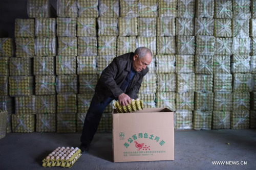A worker of the Fumin chicken farm packs eggs for sale in Songtao Miao Autonomous County of Tongren, southwest China's Guizhou Province, Feb. 25, 2016. Nearly all the sales of Fumin chicken farm's eggs come through the e-commerce platforms. Songtao county has been developing the rural e-commerce in recent years, in order to promote the sales of local products. (Photo: Xinhua/Liu Xu)