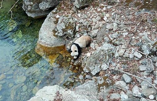 Villager He Yijun snapped a photograph on his cell phone of a wild giant panda drinking water from a river in Daguping Village, Foping County, Northwest Chinas Shaanxi Province, March 9, 2016. The village is located in a nature reserve that seeks to protect the endangered species, which are a national treasure in China. (Photo/Weibo of Xian Evening News)