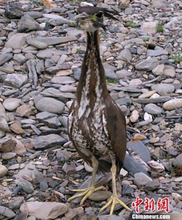 The white-eared night heron. (Photo provided by Forestry Bureau of Guangyuan City)