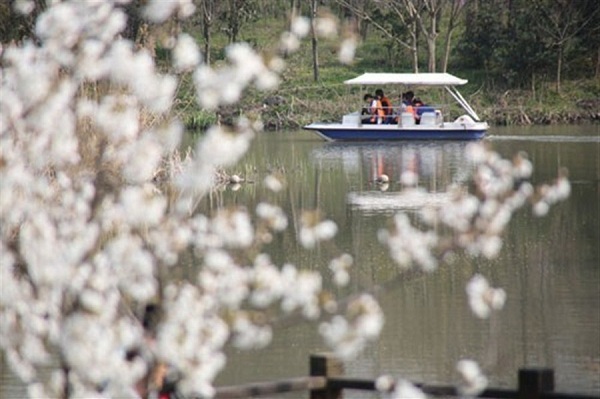 A branch of a cherry blossom tree overhangs the boating lake in Gucun Park in Baoshan District. The annual Cherry Blossom Festival gets under way tomorrow and runs until next month.(Zhang Suoqing)