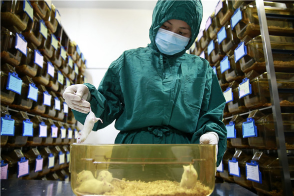 A researcher checks the conditions of rats used for laboratory tests at the National Institute of Biological Sciences in Beijing. (Photo/China Daily)