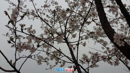 Flowering cherry trees in Meishan, Sichuan Province. (Photo/www.scol.com.cn)