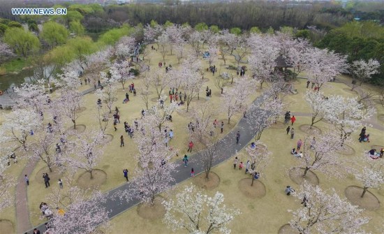 People enjoy the beauty of cherry blossom in Gucun Park of east China's Shanghai Municipality, March 20, 2016. Currently there is a cherry blossom festival going on in Gucun Park. (Xinhua/Pei Xin)