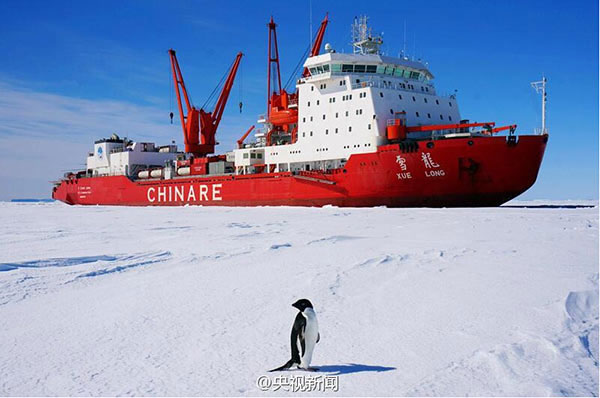 A penguin is seen in front of Chinese icebreaker Xuelong, or Snow Dragon, docked at an ice covered area of the South Pole during China's 31st scientific expedition to Antarctica. (Photo/Weibo.com)