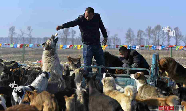 Wang Yan feeds the dogs.