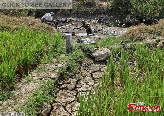 This picture taken on March 8, 2016 shows a family looking for fish in a nearly dry canal in the Long Phu district in the southern Mekong Delta province of Soc Trang. Vietnam is suffering its worst drought in nearly a century with salinisation hitting farmers especially hard in the crucial southern Mekong delta, experts said. (Photo provided to China News Service)