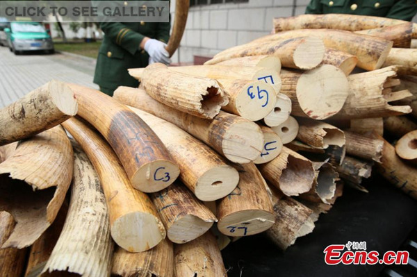Police in south China's Guangdong Province assess some of the 450 kilograms of smuggled ivory seized by border control police earlier this month. The haul, comprising 221 pieces, is worth about 18 million yuan ($2.8 million), the public security department said on March 21,2016. (Photo/CFP)