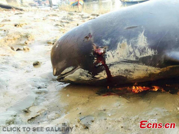 A grey finless porpoise that washed ashore is found dead with blood coming from its eyes at a Quanzhou wharf in East China's Fujian Province, March 28, 2016. (Photo: China News Service/Guo Yu)