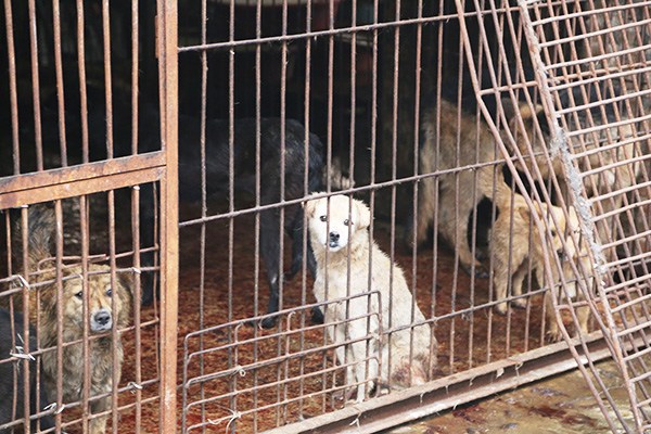 An expressionless dog sits in a cage with other dogs that will be killed in Yulin. Many dogs are killed in front of other dogs. Peter Li, China policy specialist for the Humane Society International who paid a visit to Yulin from March 29 to April 2, says many dogs die many times, both physically and psychologically. (Photo provided to China Daily by the Humane Society International)