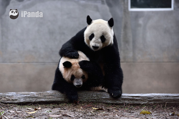 File photo of two giant pandas. (Photo/iPanda.com)