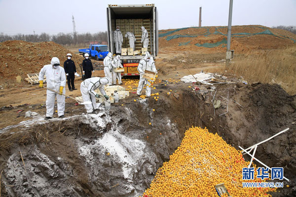 The Tianjin Municipal Administration of Quality Supervision, Inspection and Quarantine buries 20 tonnes of unqualified fruits imported from Spain on March 15, 2016. (Photo/Xinhua)