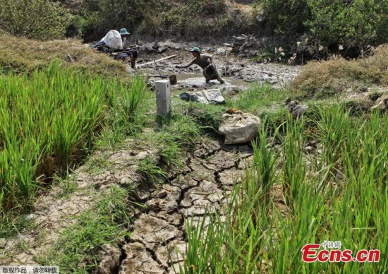 This picture taken on March 8, 2016 shows a family looking for fish in a nearly dry canal in the Long Phu district in the southern Mekong Delta province of Soc Trang. (Photo provided to China News Service)