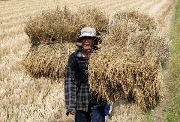 A farmer in Ben Tre province carries parched rice straw to feed cattle on Saturday. Vietnam has been struck by its worst drought in nearly a century and salinization of water is hitting farmers in the delta. China released an emergency water supply from its Jinghong Hydropower Station in Yunnan province to feed the downstream Mekong River from March 15 to April 10 to alleviate the devastating situation.Photos by Xinhua, Wang Jian / China Daily and provided to China Daily