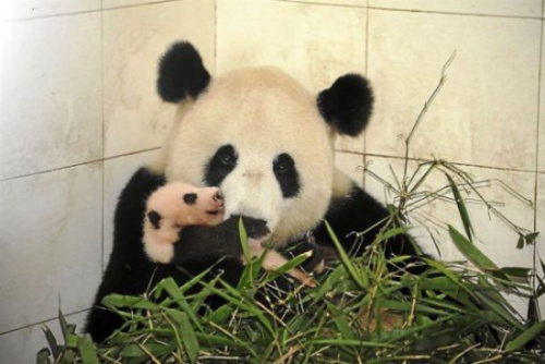 Liang Liang holds the baby female giant panda in Malaysia's national zoo, August 2015.  