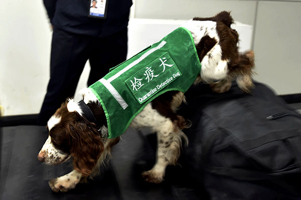 A sniffer dog checks luggage at Changle International Airport in Fuzhou, Fujian province, in March. SONG WEIWEI/XINHUA